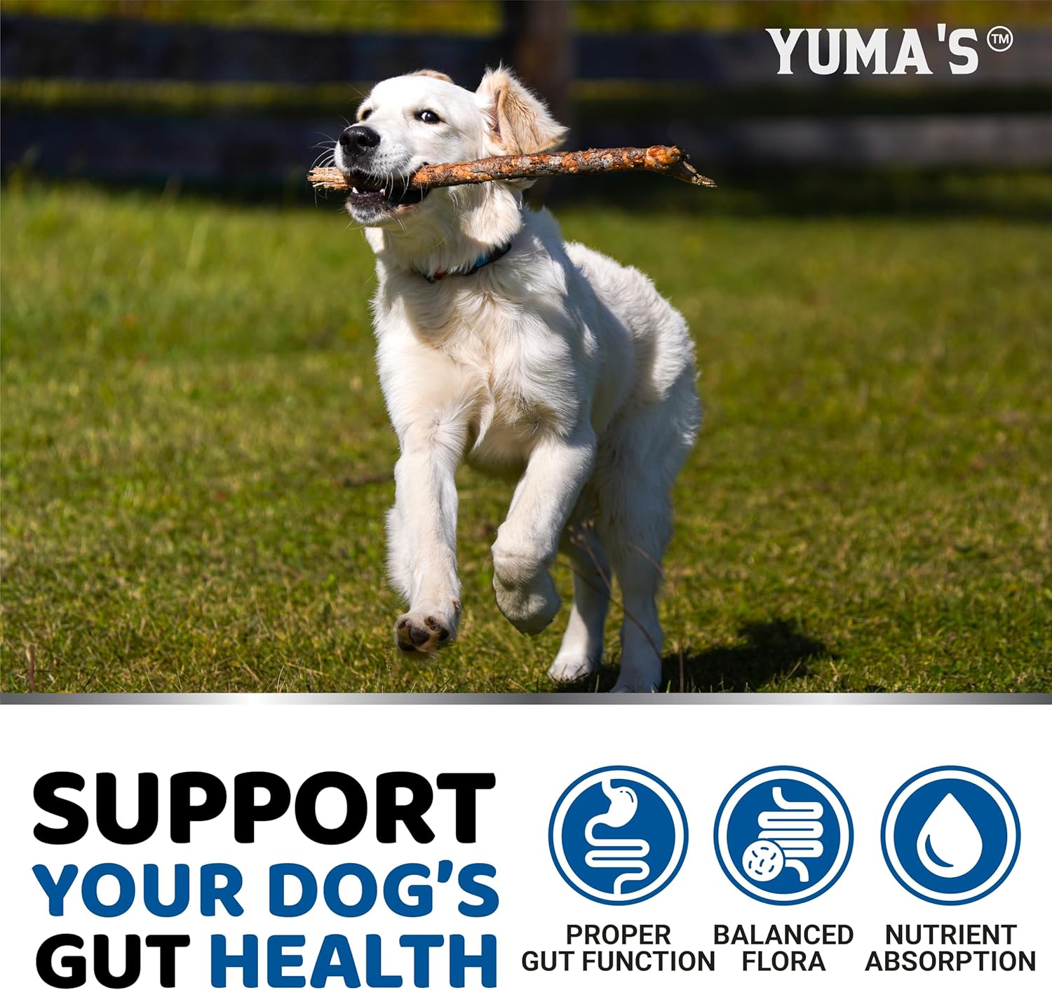 Probiotics & Digestive Enzymes Chews for Dogs