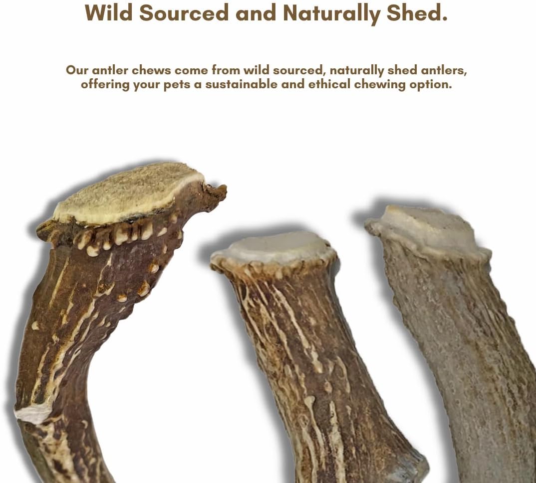 WhiteTail Naturals Deer Antlers for Large Dogs